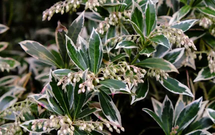 Pieris japonica variegata plant.