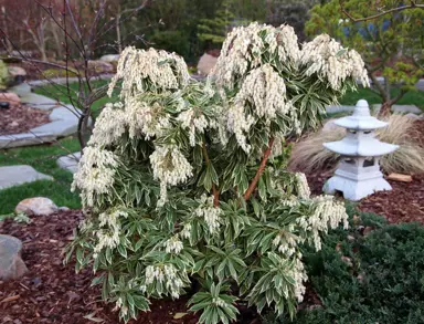 Pieris japonica variegata plant with white flowers.