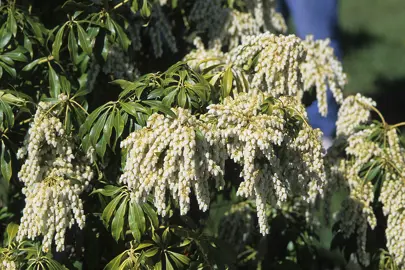 Pieris japonica 'White Cascade' plant with white flowers.