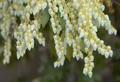 Pieris japonica 'White Cascade' white flowers.