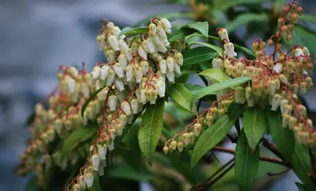 Pieris japonica plant with white flowers.