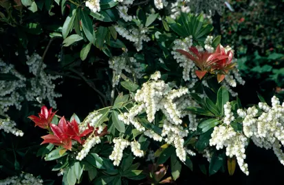 Pieris 'Lord Wakehurst' plant with white flowers.