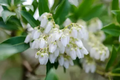 pieris-purity-