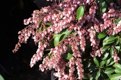 Pieris 'Shojo' plant with pink flowers.