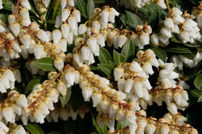 Pieris 'Snowdrift' plant with white flowers.