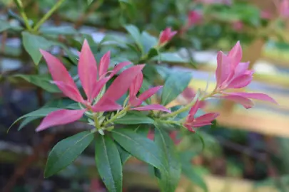 pieris-tickled-pink-