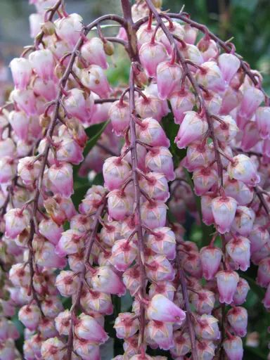 pieris-tickled-pink-2