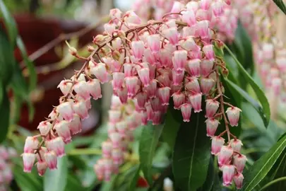 pieris-tickled-pink-3