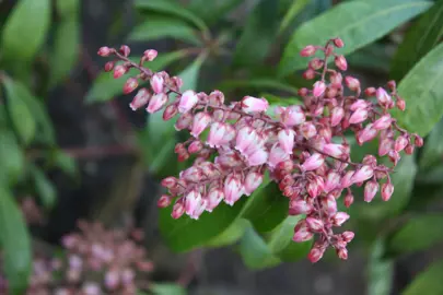 Pieris 'Valley Rose' plant with pink flowers.