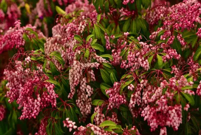 Pieris 'Valley Valentine' pink flowers.