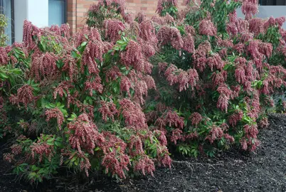 Pieris 'Valley Valentine' plant with pink flowers.