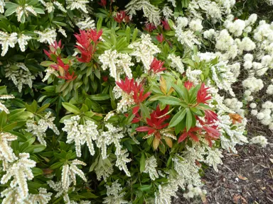 Pieris 'Wakehurst' plant with white flowers.