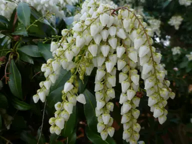 Pieris 'White Caps' white flowers.