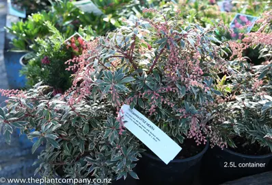 pieris-little-heath-4