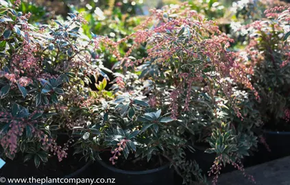 pieris-little-heath-5