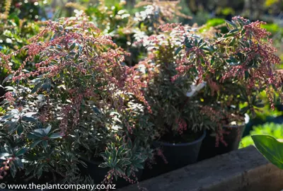 pieris-little-heath-6