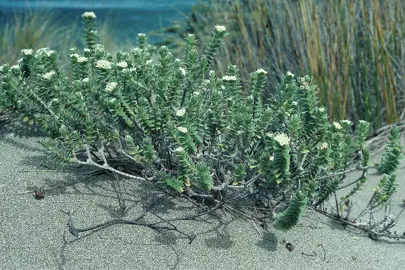 Pimelea arenaria plant on a sand dune.