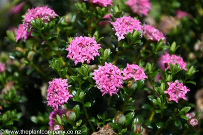 pimelea-bonne-petite--1