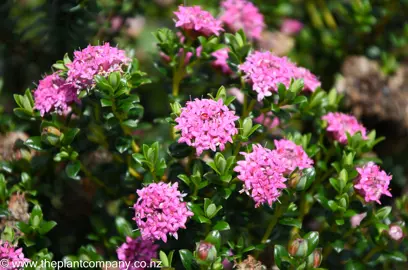 pimelea-bonne-petite-