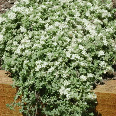 Pimelea 'Flat White' plant with white flowers.