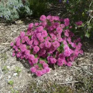 Pimelea 'My Love' plant with pink flowers.