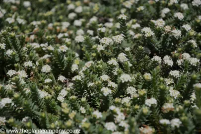 pimelea-prostrata--2