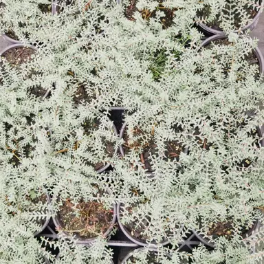 Pimelea prostrata Misty Blue plants.