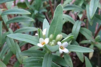 Pimelea tomentosa plant with white flowers.