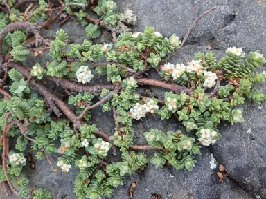 Pimelea urvilleana plant growing across a rock.