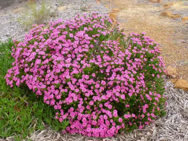 pimelea-ferruginea-magenta-mist-1