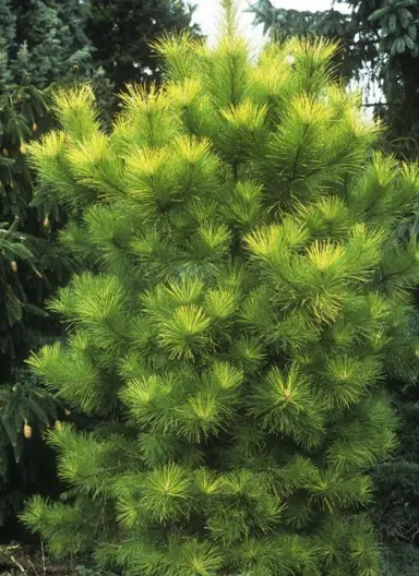 pinus-aurea-1