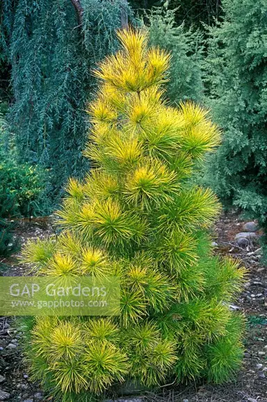 pinus-aurea-3