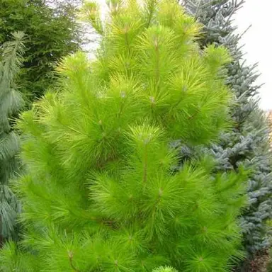 pinus-aurea-4