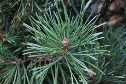 pinus-mugo-