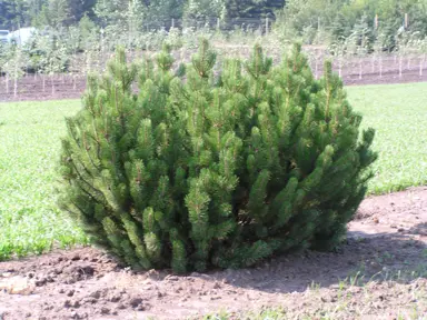 pinus-mugo-1