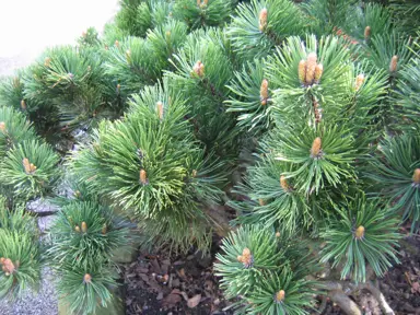 pinus-mugo-2