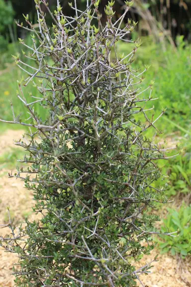 Pittosporum crassicaule plant.