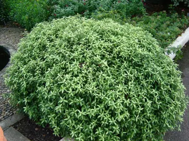 Pittosporum 'Pom Pom' plant with green foliage.