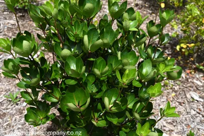 Pittosporum roimata shrub with lush green foliage.