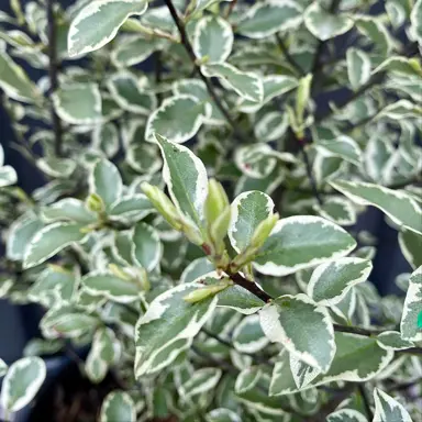 Pittosporum Snow Leopard plant with variegated foliage.