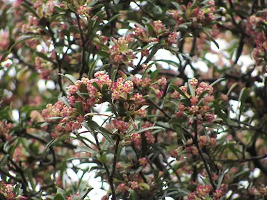 Pittosporum turneri tree.