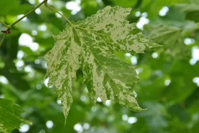 platanus-suttneri-2