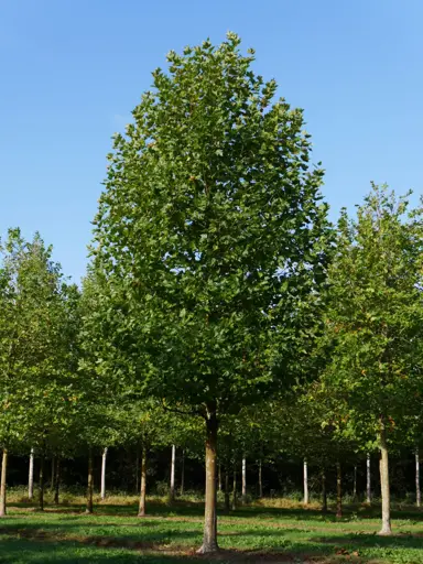 Platanus hispanica tree with green foliage.