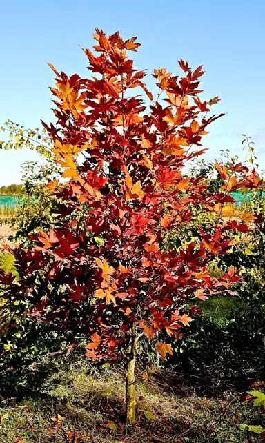 platanus-alford-flame-1