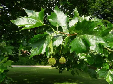 platanus-pyramidalis--1