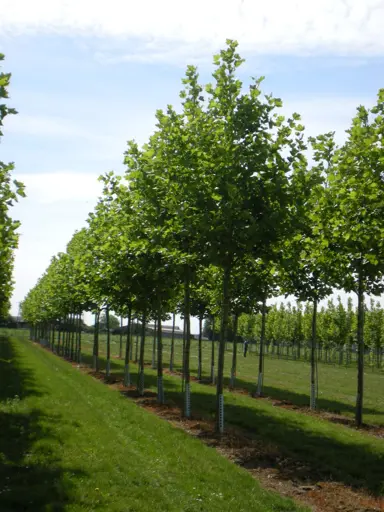 platanus-pyramidalis-