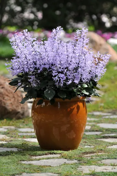 plectranthus-mona-lavender-1