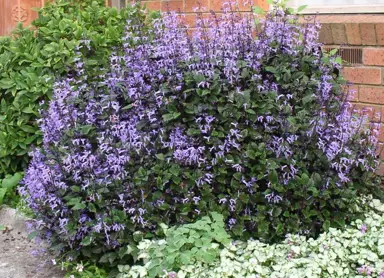 plectranthus-mona-lavender-2