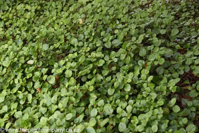 Plectranthus verticillatus growing as a ground cover.