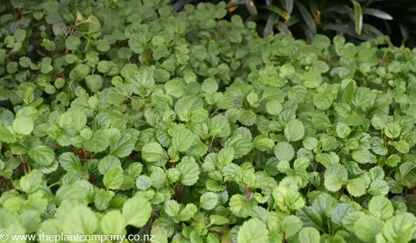 Plectranthus verticillatus in a garden with lush green foliage.